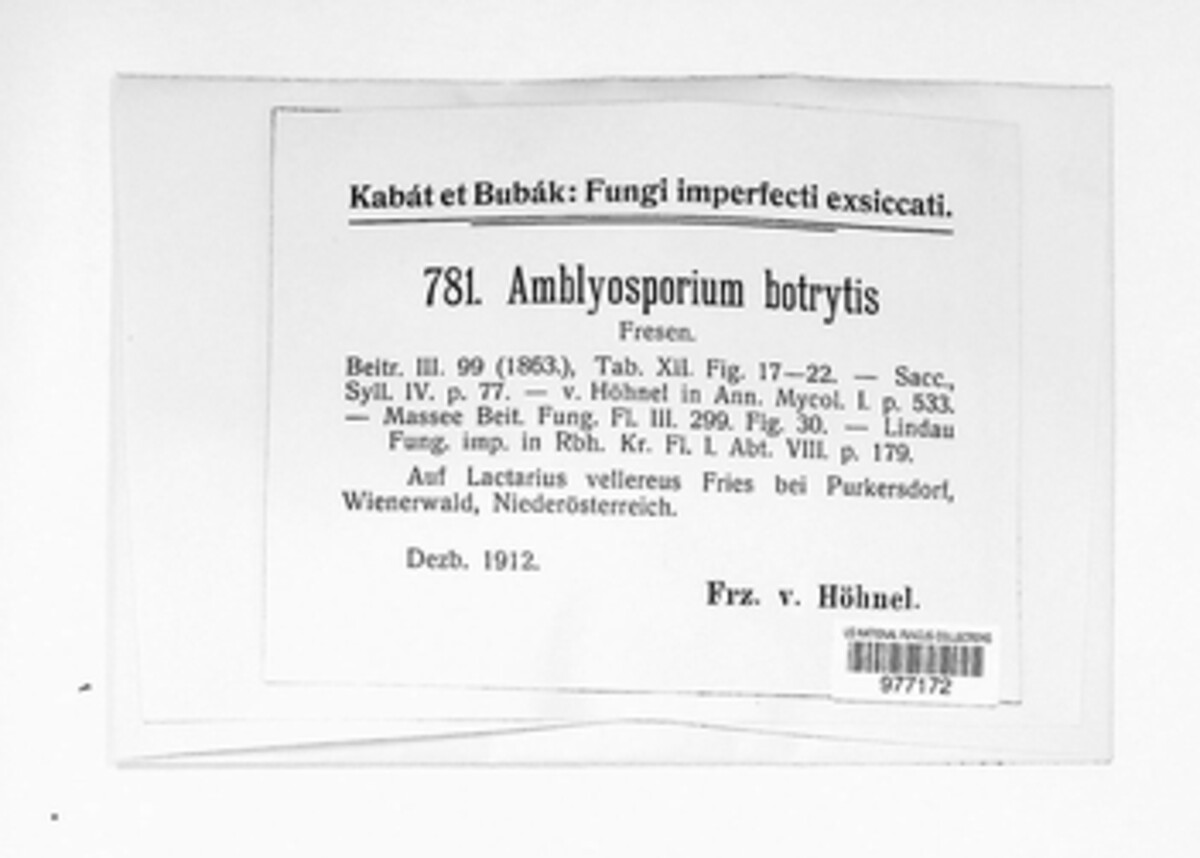 Amblyosporium botrytis image